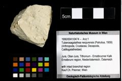 Foto (Objekt + Etiketten) von Tuberosagalathea neojurensis (Patrulius, 1959) 